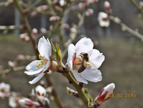 example image